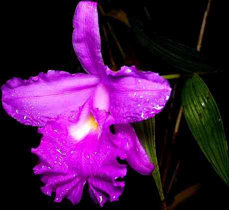 Sobralia macrantha 
